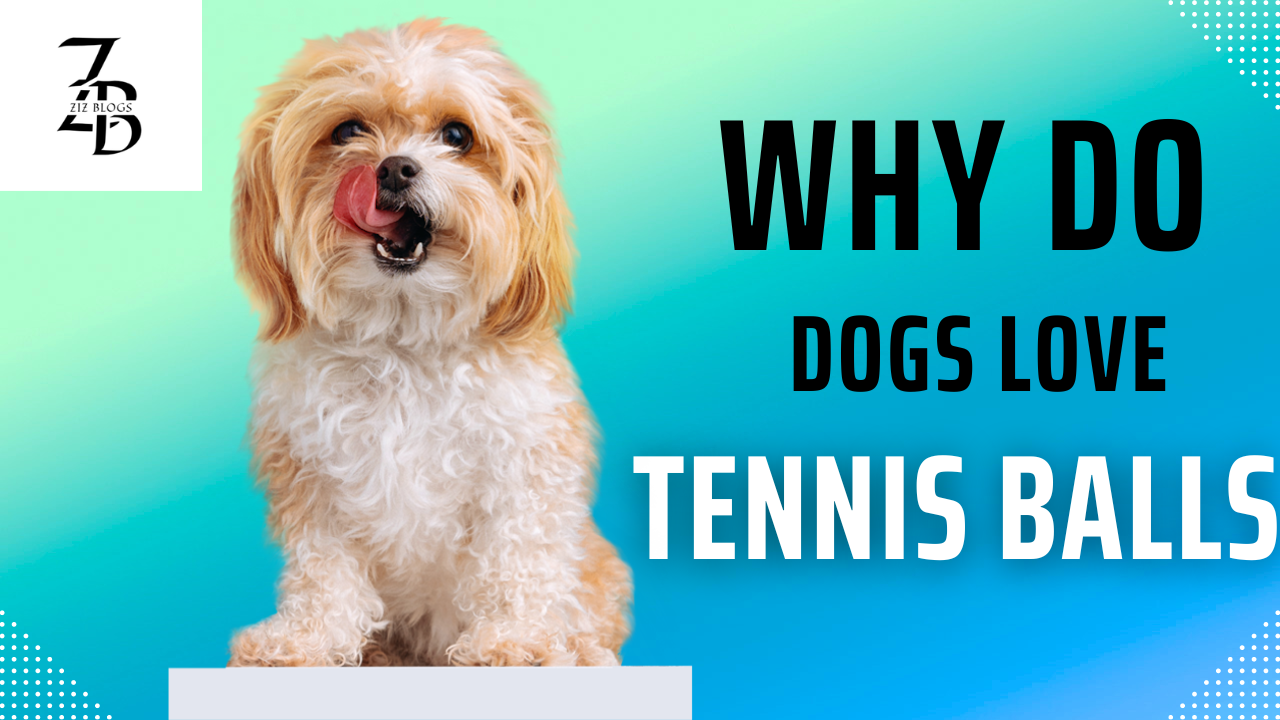 Why do Dogs Love Tennis Balls